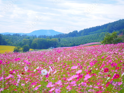 北海道の絶景 太陽の丘えんがる公園のコスモス風景
