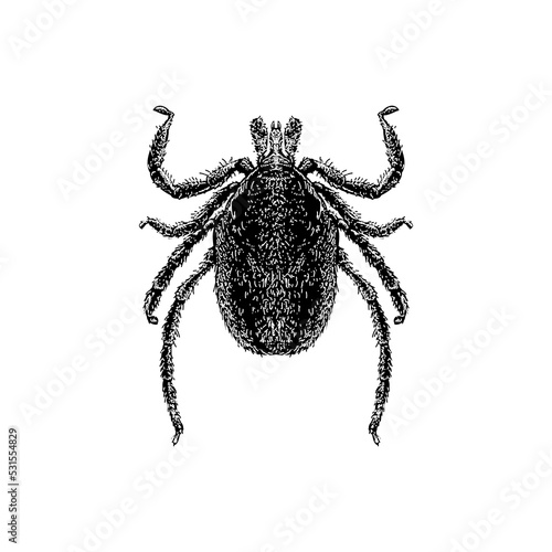 Deer Tick hand drawing vector illustration isolated on background