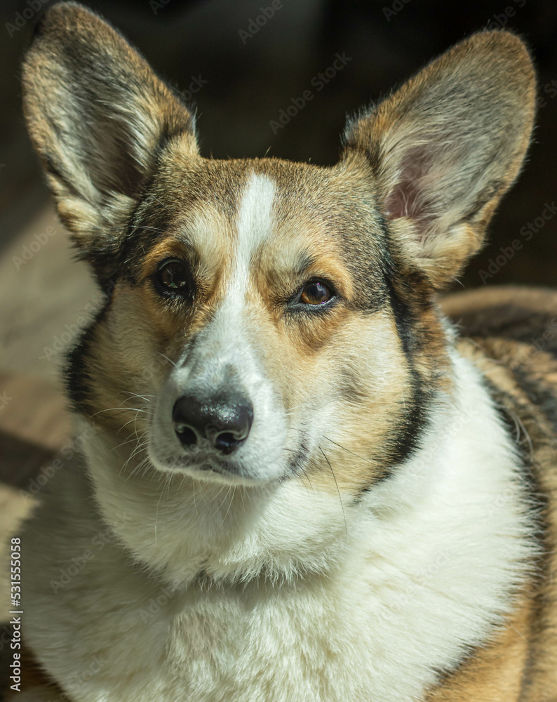 close up portrait of a Pembroke Corgi