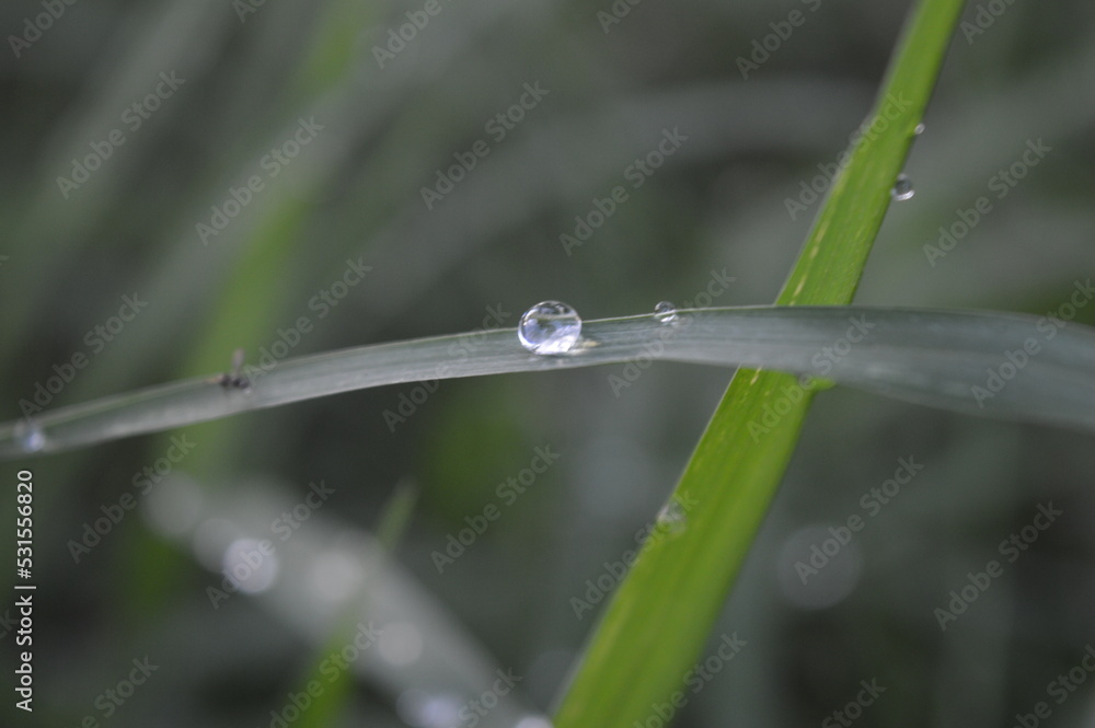 green grass with raindrops in the morning green grass with raindrops in the morning