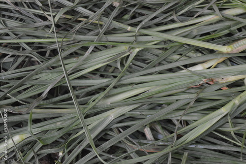background pattern, shape, texture of uprooted grass