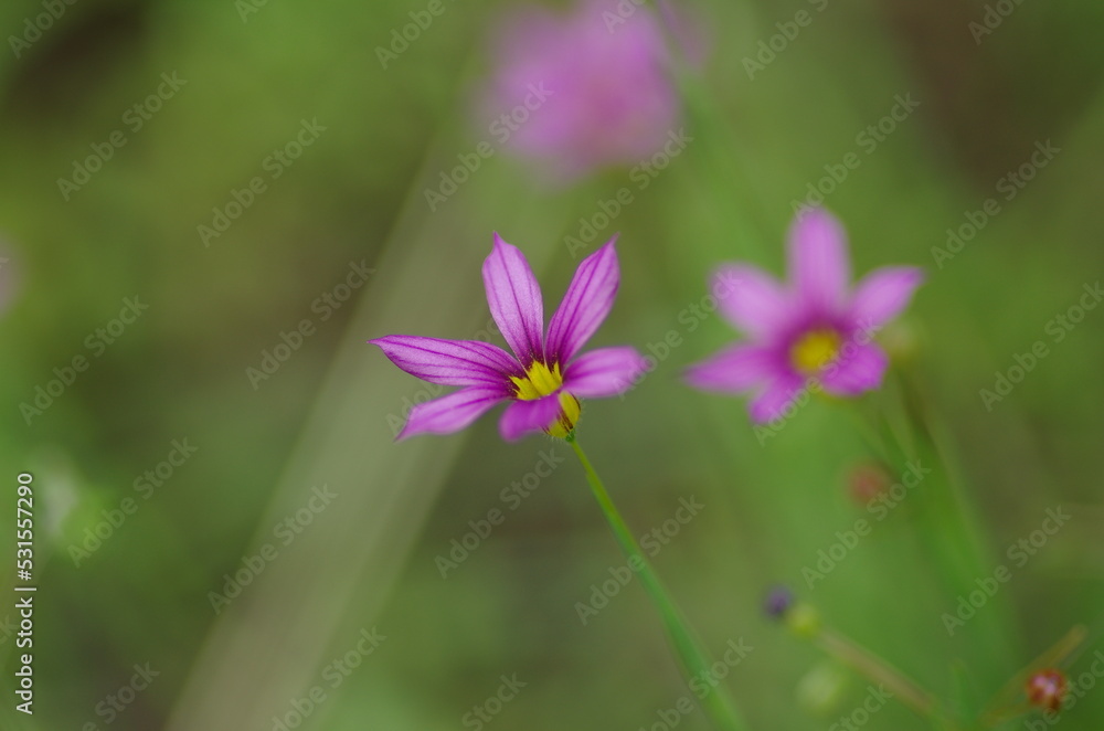 Lobularia maritima (Niwanazuna), Close-up of blooms Lobularia maritima (Niwanazuna), Close-up of blooms