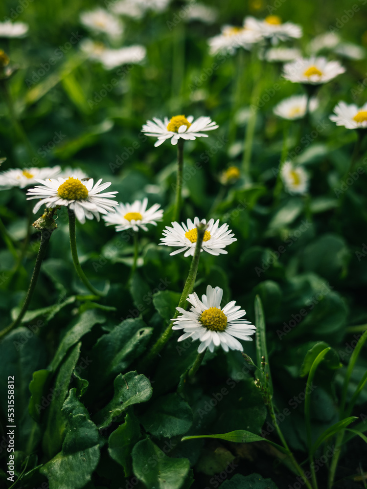 daisies in the garden daisies in the garden