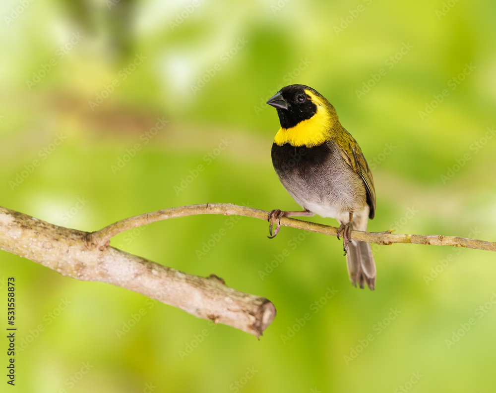 Cuban Grassquit perched on a tree branch Cuban Grassquit perched on a tree branch