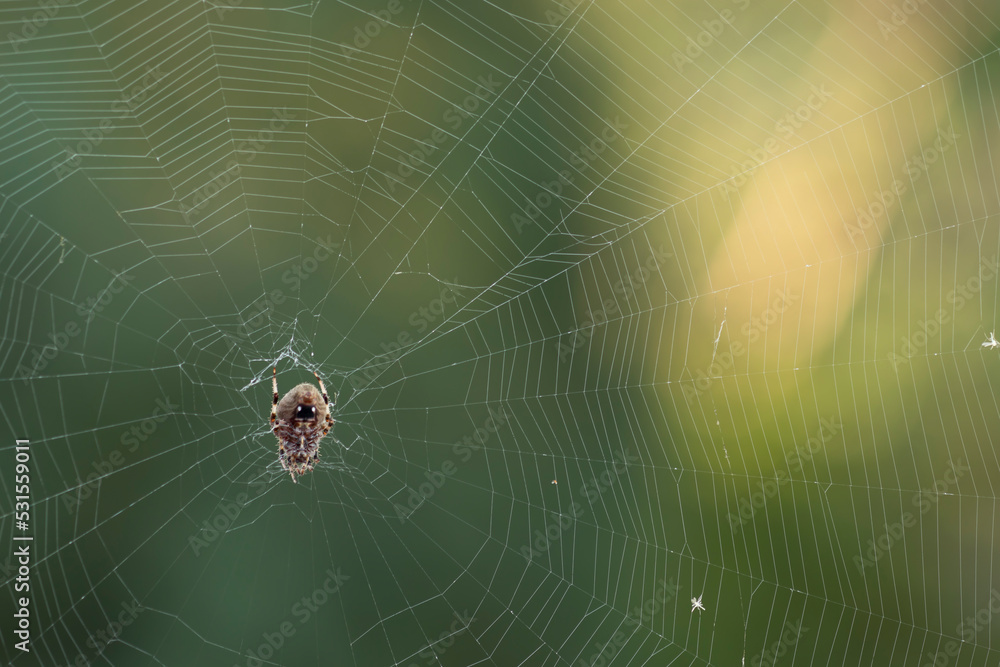 spider on web spider on web