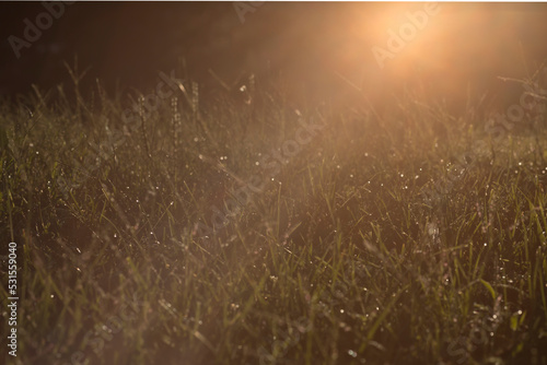 Early morning sun rays on the grass in my yard on a September day