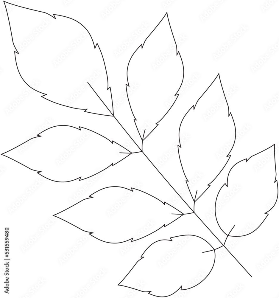 Fraxinus excelsior ash tree leaf vector icon black and white
Fraxinus excelsior ash tree leaf vector icon black and white