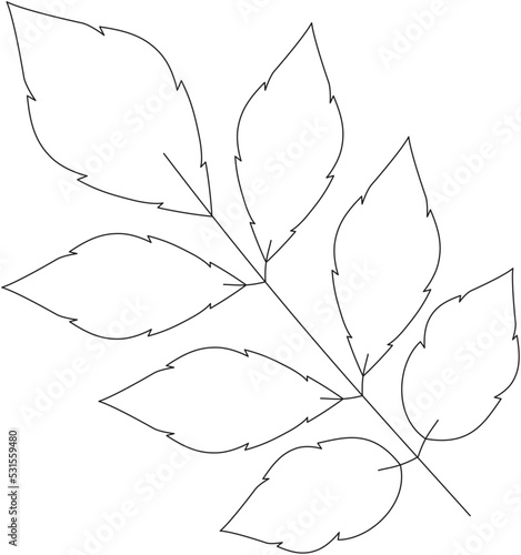 Fraxinus excelsior ash tree leaf vector icon black and white
