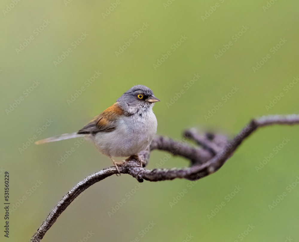Yellow eyed junco perched on a tree branch Yellow eyed junco perched on a tree branch