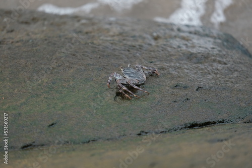 A unique beautiful crab is strolling on the rocks of the beach