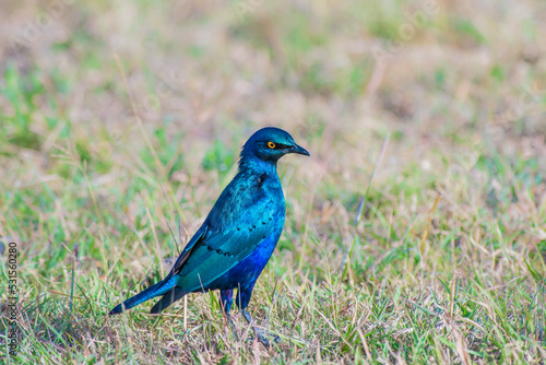 Greater Blue Eared Starling perched on the ground