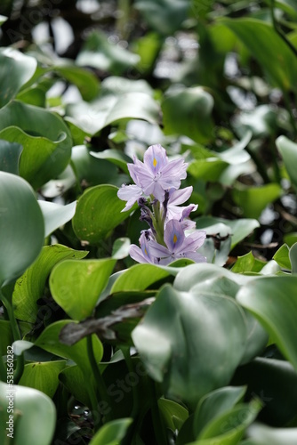 A unique and beautiful purple flower growing among the green water hyacinth leaves