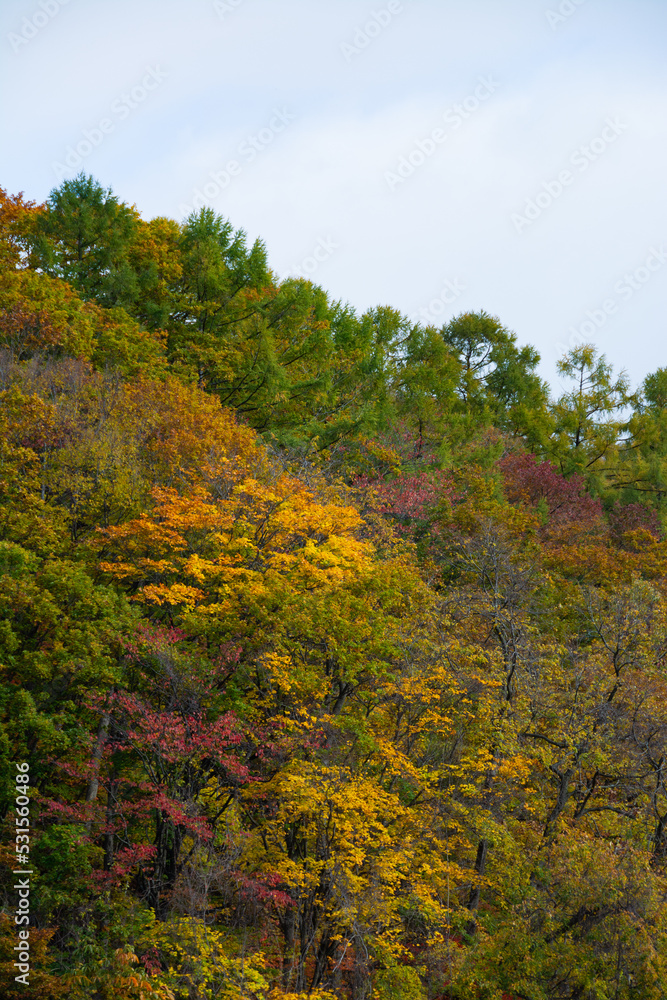 黄葉した秋の森
