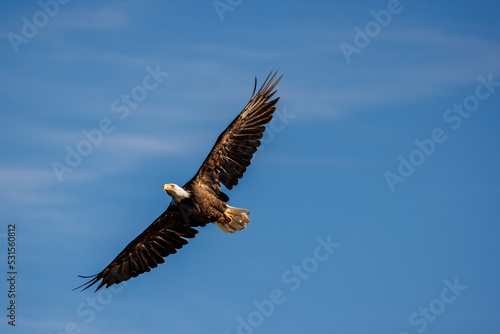 A bald eagle with wings spread flies through the sky © Harrison