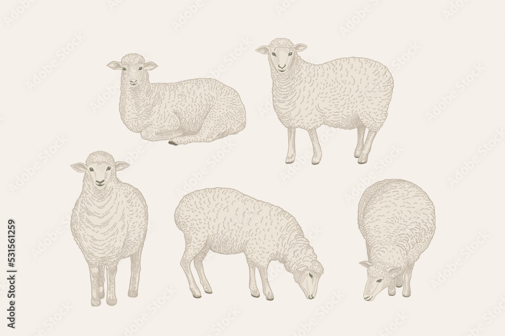 Fototapeta premium Set with sheep. Vintage