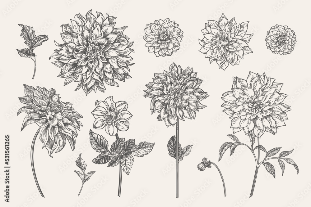 Set with dahlia flowers. Set with dahlia flowers.