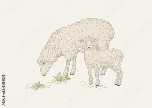 A sheep grazes with a lamb.