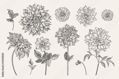 Wallpaper Mural Set with dahlia flowers.