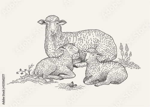 Sheep and two lamb.