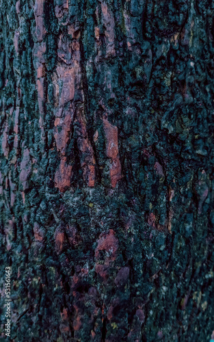 Tree bark texture Background. pattern and texture background.