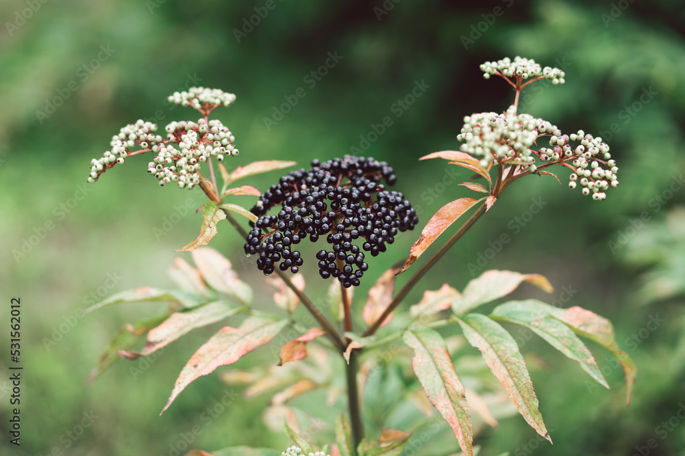 Clusters fruit black elderberry in garden. Sambucus nigra. Common names