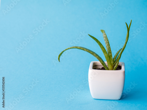 Succulent Aloe Vera Plant on White Pot Isolated on pastel blue Background by front view. Horizontal mock up  copy space  close up