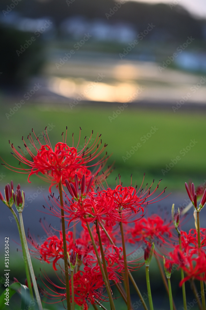 秋の花　ヒガンバナ