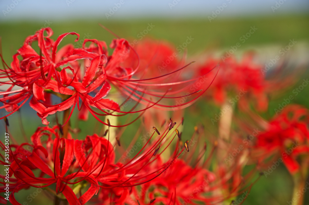 秋の花　ヒガンバナ