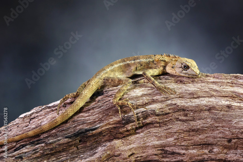 Common garden lizard molting on the tree in night time. Selective focus with copy space