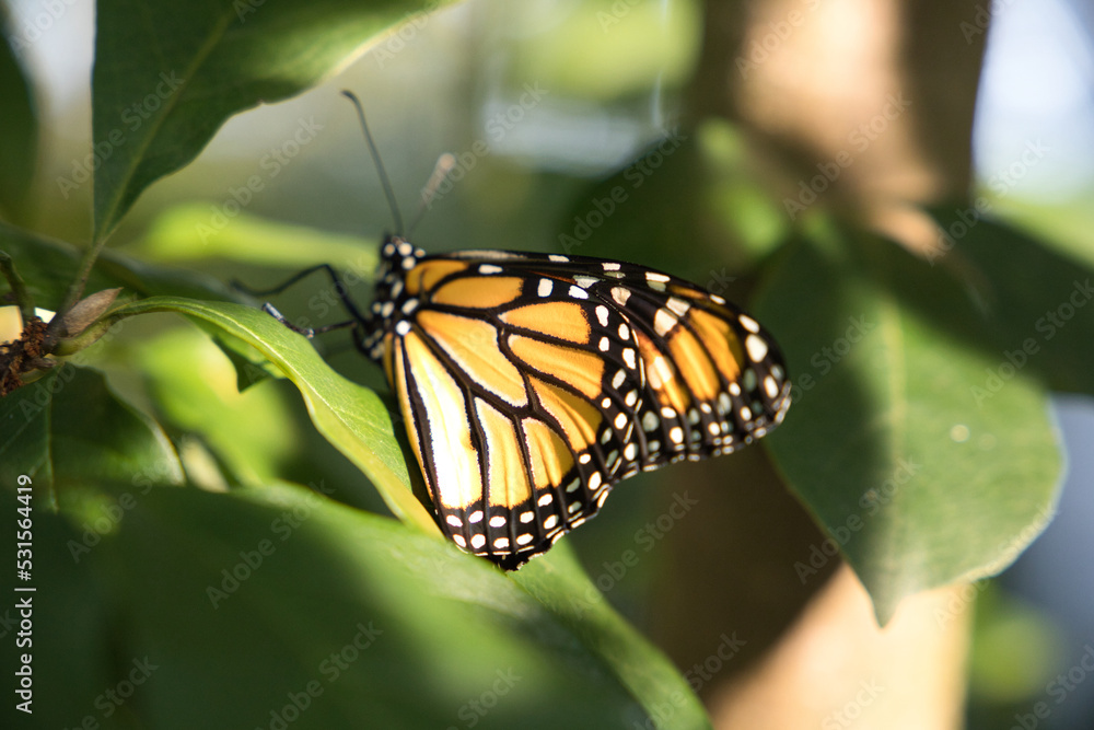 Fototapeta premium Monarch butterfly on a leaf.