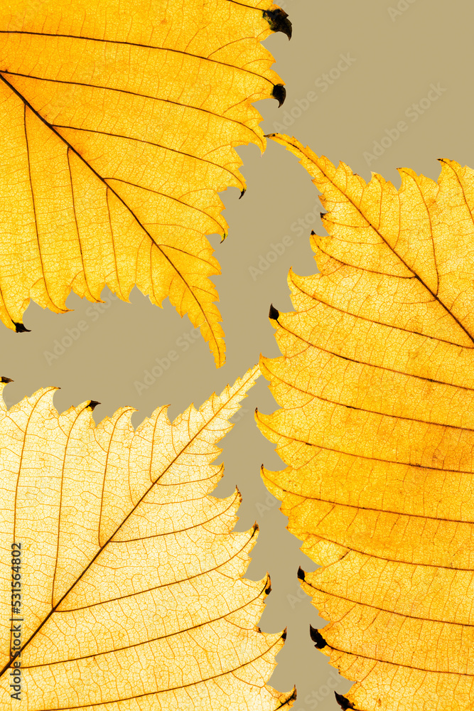 Autumn minimal image with autumn yellow alder leaf with natural texture on gray beige background, copyspace. Fall aesthetic photography with macro leaves with veins, seasonal autumnal foliage - obrazy, fototapety, plakaty 