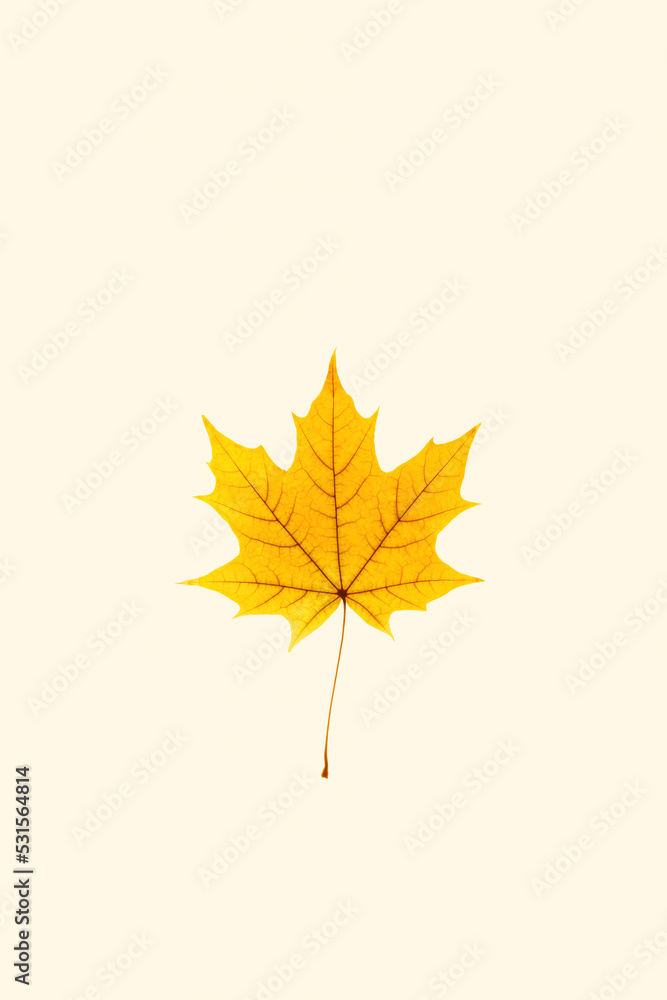 Close up autumn yellow maple leaf with natural texture on beige background. Natural fallen autumn leaf as minimal card, decorative element. Beautiful seasonal fall leaf, autumnal herbarium Close up autumn yellow maple leaf with natural texture on beige background. Natural fallen autumn leaf as minimal card, decorative element. Beautiful seasonal fall leaf, autumnal herbarium