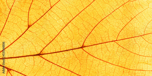Macro photo of autumn yellow elm leaf with natural texture as natural banner. Fall colors aesthetic background with yellow leaves texture close up with veins, autumnal foliage, beauty of nature. © yrabota