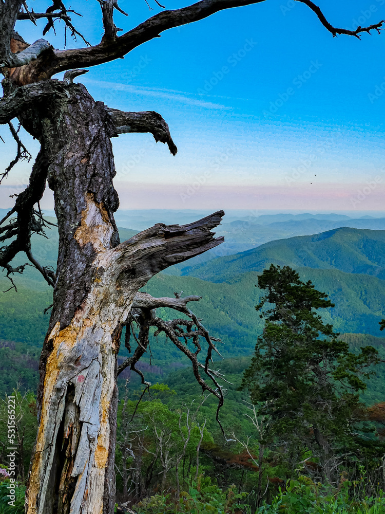 tree standing in front of mountains