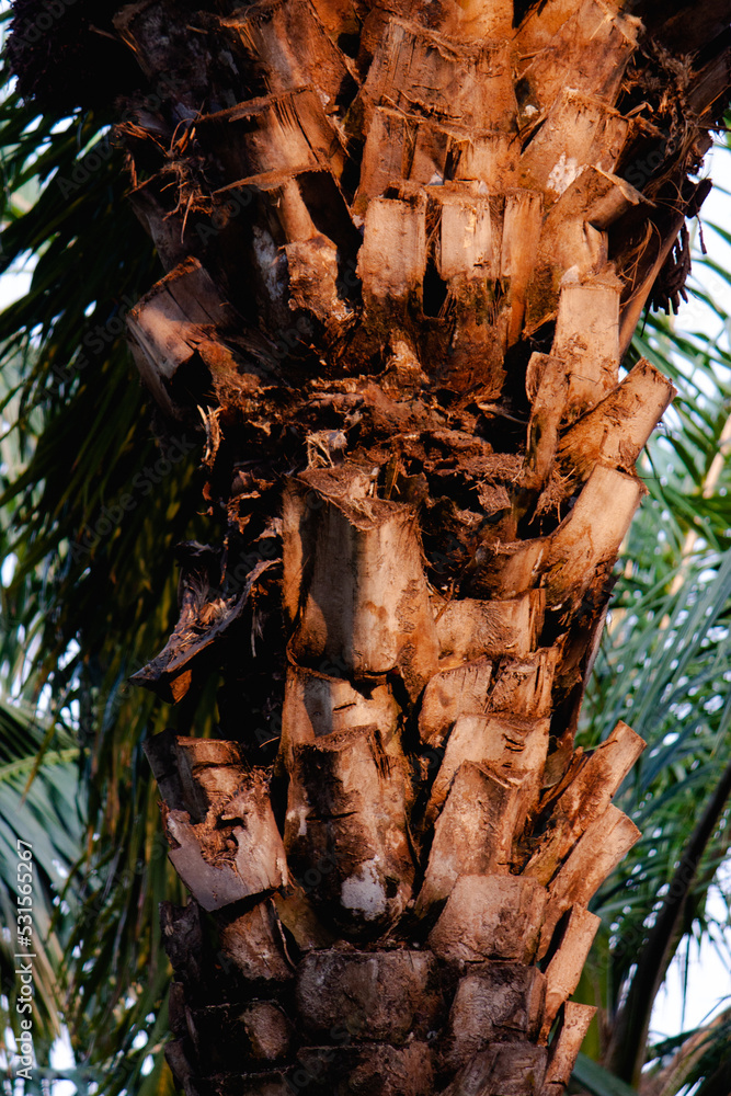 beautiful tree palm beautiful tree palm