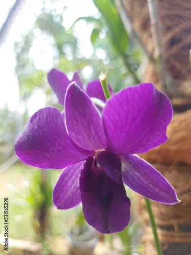Close-up of beautiful purple larat orchid flowers in the garden. With the Latin name Dendrobium bigibbum. photo