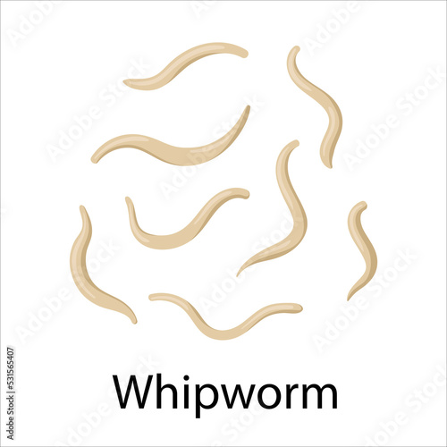 parasites worms in domestic animals whipworm