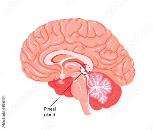 The pineal gland, conarium, or epiphysis cerebri.  photo