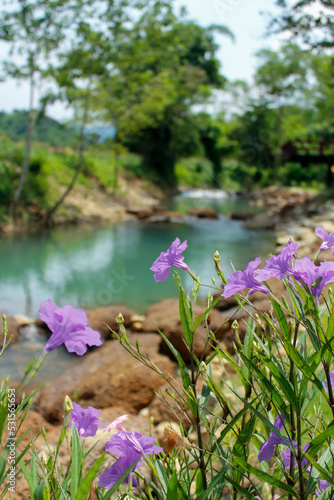 River stream waterfall and ruellia simplex flowers in forest landscape