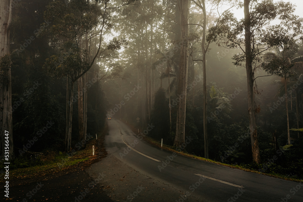 morning in the forest