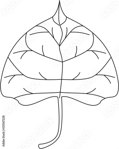 Populus deltoides cottonwood leaf vector icon black and white
 photo