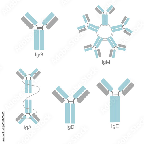 The classification of immunoglobulin (Ig) isotype that showed different structure of IgG, IgM, IgA, IgD and IgE