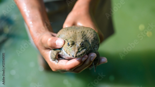 a big frog on hand of farmer harvesting product in farm Thailand, aquaculture concept