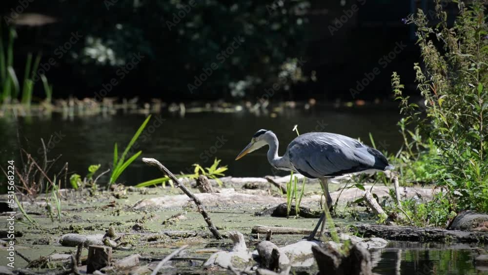 Static Shot Of A Grey Heron Standing At The Side Of A River Static Shot Of A Grey Heron Standing At The Side Of A River