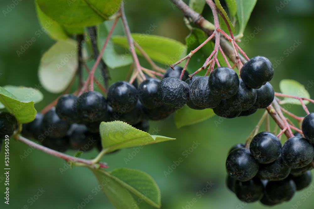 The fruits of the chokeberry in September on a blurred green background. Arónia melanocárpa The fruits of the chokeberry in September on a blurred green background. Arónia melanocárpa