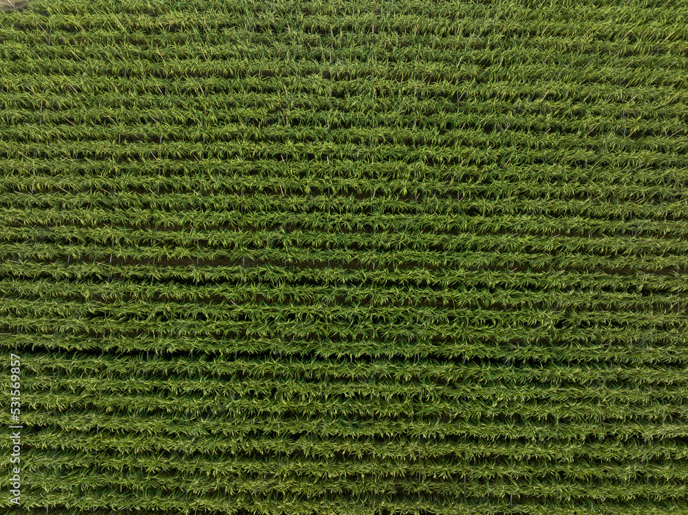 Aerial view of sugarcane plants growing at field Aerial view of sugarcane plants growing at field