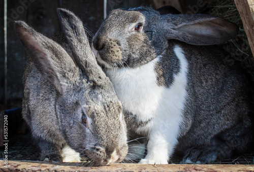  Cute animals. Fluffy rabbits on the farm