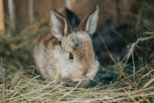 
Cute animals. Fluffy rabbits on the farm