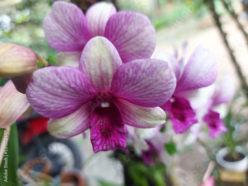 Close-up of the beautiful dendrobium larat orchid in the garden. With the Latin name Dendrobium bigibbum or Dendrobium phalaenopsis.