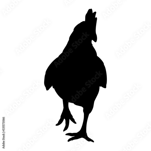 Hen or chicken silhouette isolated in white background. Free grazing hen bird in the runch. Hand drawn vector illustration